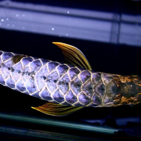 Port Dickson Blue backed Arowana