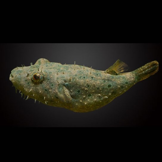 Port Dickson Hairy dog head fish