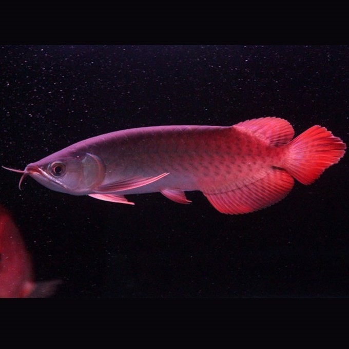 Port Dickson Indonesia little red dragon