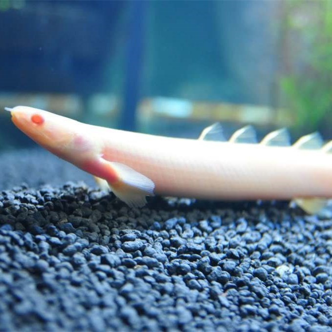 Port Dickson Albino nine horned Arowana