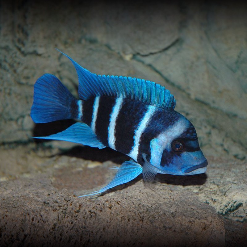 Port Dickson Ibaka fish