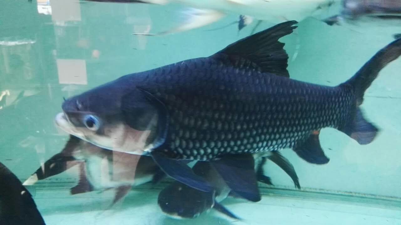 Port Dickson Siamese giant carp