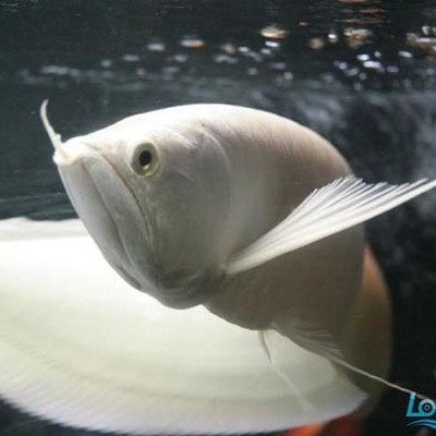 Port Dickson Snow dragon fish