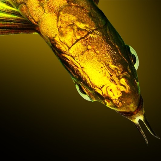 Port Dickson Golden head over back Arowana