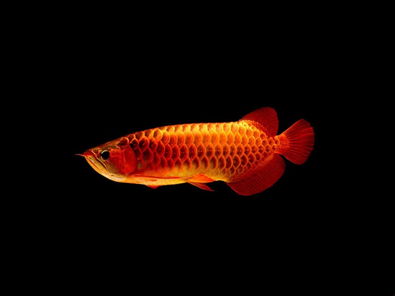 Port Dickson Red arowana with blue background