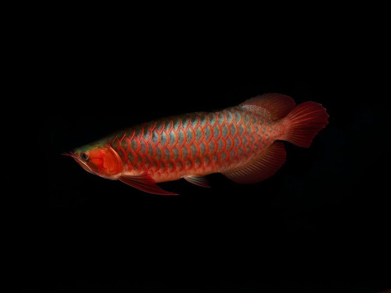 Port Dickson Red arowana with green bottom