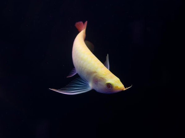 Port Dickson Albino red Arowana