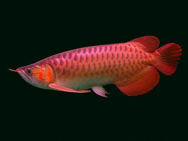 Port Dickson Chili red Arowana