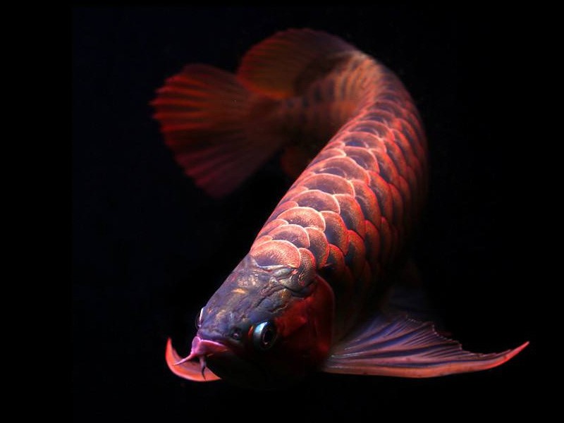 Port Dickson Orange red Arowana