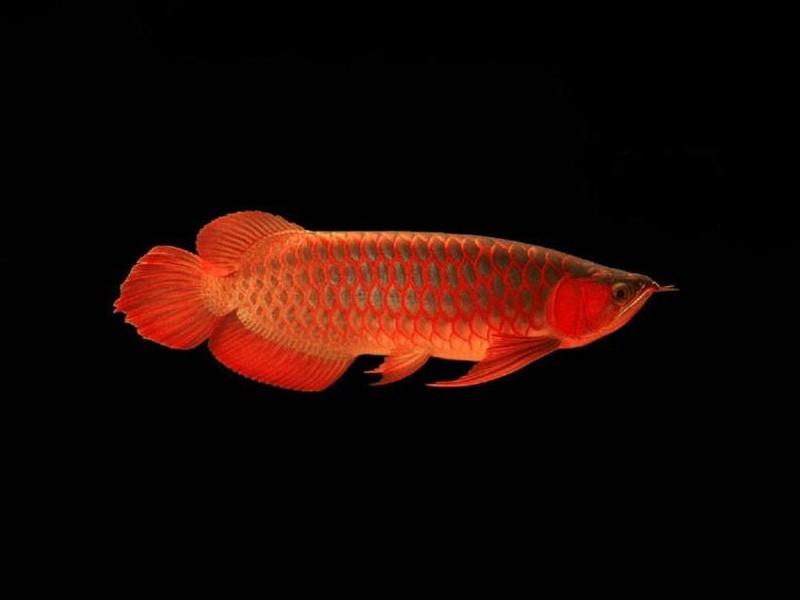 Port Dickson Red bottom red Arowana