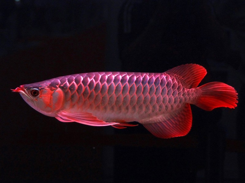 Port Dickson Great Lake red Arowana